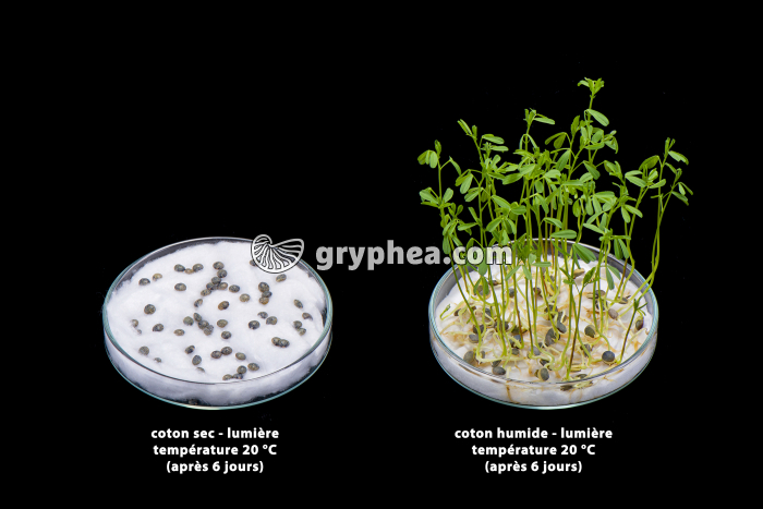 Germination des lentilles - rôle de l'eau - gryphea.org